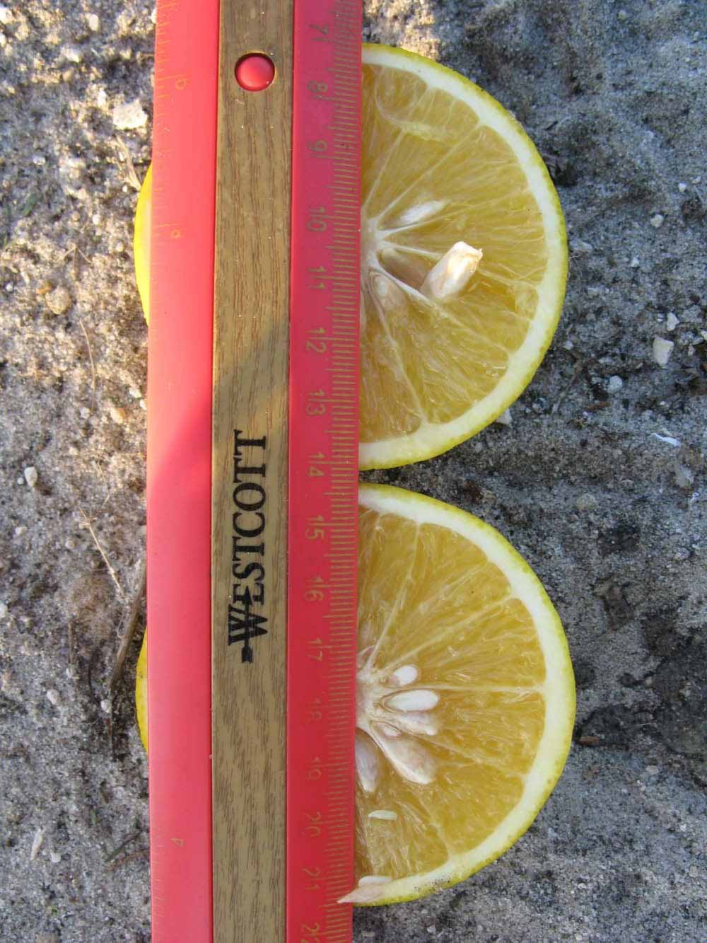              Fruit cross-section (Winter Haven, FL)       